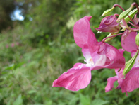 © Zierfischfreunde Immenhausen-Holzhausen